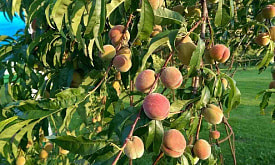 Посадила персик под Минском – и он выжил. Реально ли вырастить южные культуры в нашем климате?