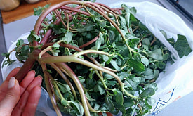 Портулак: малотребовательная лечебная культура для каждой дачи. А у вас он растёт?