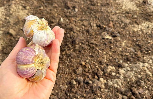 Чеснок озимый: сажаешь осенью – забываешь до июля. Но почему иногда пропадает?