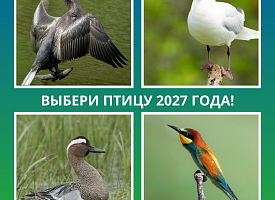 Кто станет Птицей года – 2027 в Беларуси, зависит от вас: объявляем голосование