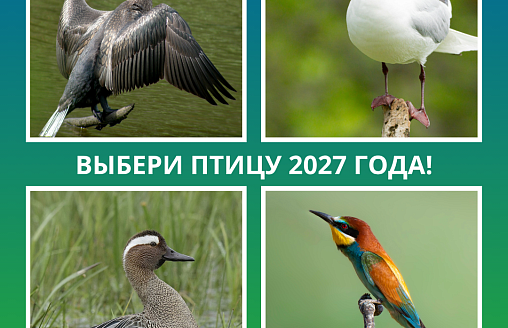 Кто станет Птицей года – 2027 в Беларуси, зависит от вас: объявляем голосование