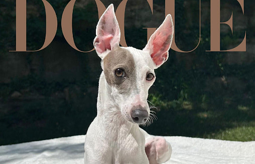 “Любит гоняться за кроликами”. Журнал Vogue выбрал самую стильную собаку 2026 года