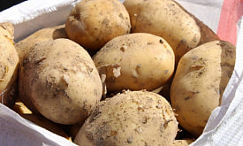 Своя картошка уже в июне? Как вырастить сверхранний урожай без теплицы