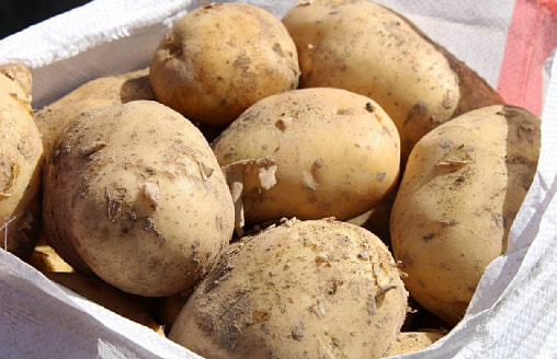 Своя картошка уже в июне? Как вырастить сверхранний урожай без теплицы