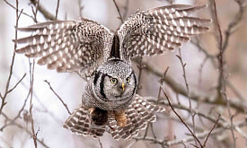 Спасибо этому дому – летим к другому. Почему некоторые птицы весной покидают Беларусь?