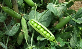 Горох сладкий для детей: вертикальная грядка без прополки