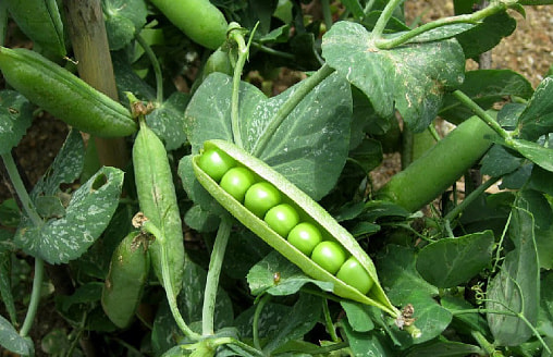 Горох сладкий для детей: вертикальная грядка без прополки