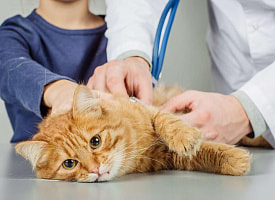 Финн взял больничный из-за смерти кота, отсудил у работодателя 40 тысяч евро– и умер до решения суда