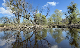 Реликтовые леса Полесья: как на Припяти сохранился самый крупный в Европе массив пойменных дубрав