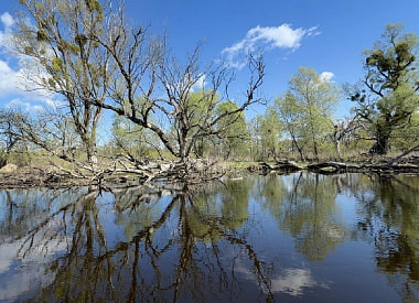 Реликтовые леса Полесья: как на Припяти сохранился самый крупный в Европе массив пойменных дубрав