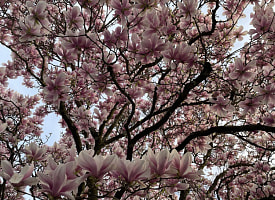 Снега не будет, а к пятнице воздух прогреется до +20. Рябов дал прогноз на неделю с 13 по 19 апреля