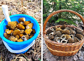 “Можно выдвигаться” – Белорусы раскрыли, где собирают полные вёдра грибов в апреле