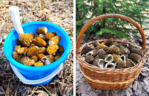 “Можно выдвигаться” – Белорусы раскрыли, где собирают полные вёдра грибов в апреле