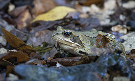 Ориентируется по магнитному полю и “отключает” легкие на месяцы. Рассказываем о суперсилах травяной лягушки