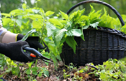 Крапива на даче: как вырастить полезное растение, а не бесконечный сорняк