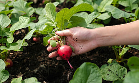 Минус ночью – не приговор: что реально можно посадить в апреле при −3 °C