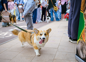 24 тысячи гостей и почти 1050 подарков: как прошел Pets Fest 2026 в Минске