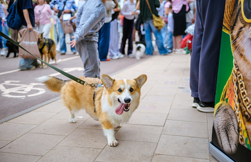 24 тысячи гостей и почти 1050 подарков: как прошел Pets Fest 2026 в Минске