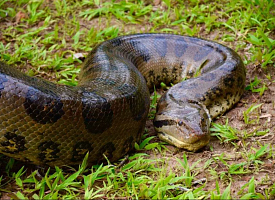  Ученые выяснили, почему анаконды остаются гигантами уже 12 миллионов лет