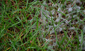 Снежная плесень на газоне: почему она появляется после зимы и что делать