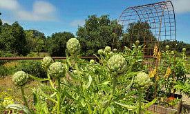 Можно ли вырастить артишок в Беларуси: опыт дачников и реальные шансы