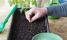 Лунный календарь для огородника в феврале: когда сажать, а когда отдыхать