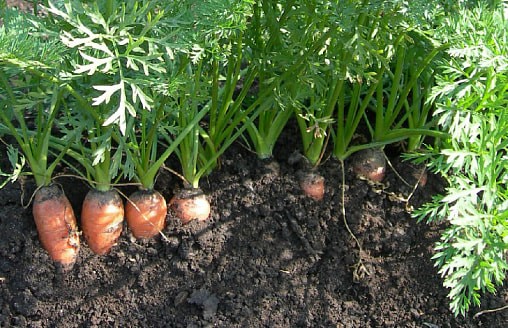 Редис, шпинат и горох: что можно сеять, когда земля ещё холодная