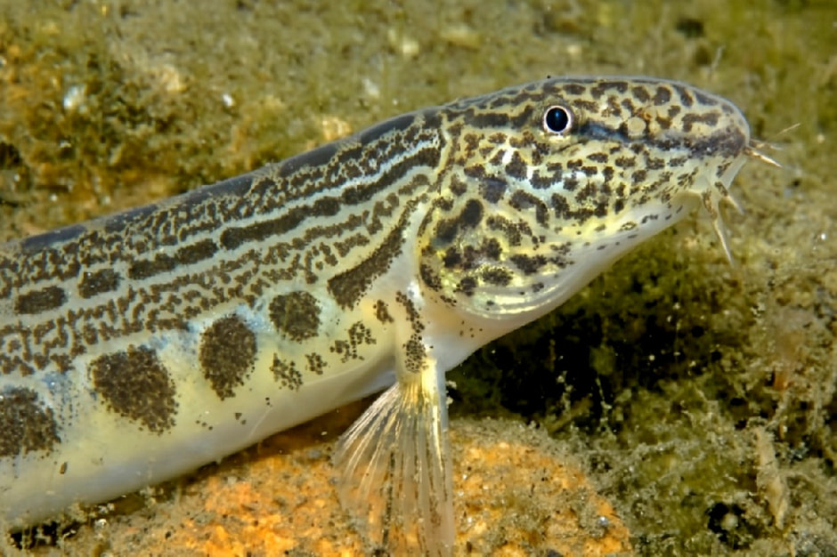 Щиповка рыба