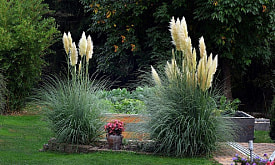 Посадили траву – и стало как из Pinterest. Декоративные злаки – тренд или надолго?