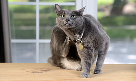 Во всем виновата курица? Разбираемся, как и почему проявляется пищевая аллергия у питомцев