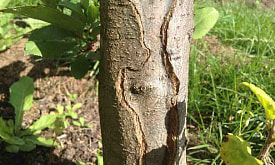 Кора треснула после зимы: лечить или спиливать