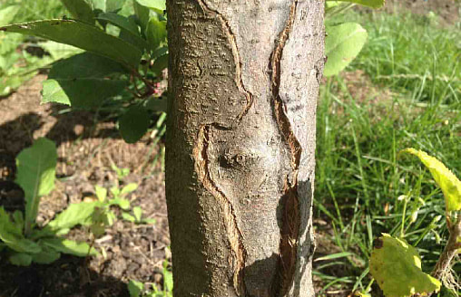 Кора треснула после зимы: лечить или спиливать