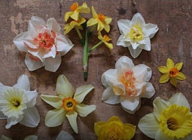 Чем заняться в выходные 18-19 апреля? Котики, экзистенциальная тьма, нарциссы