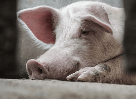 Казнённые по закону: как во Франции Средневековья судили и вешали свиней