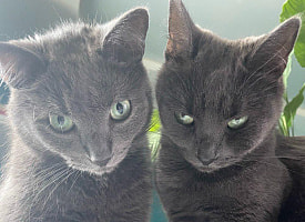 Съедят ли вас собственные питомцы после смерти? Неприятный, но честный ответ науки