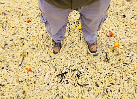 Пляж в Великобритании засыпало картошкой фри – только посмотрите