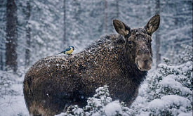 Делятся едой и работают “сигнализацией”: как животные сотрудничают друг с другом ради выживания?