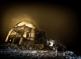 Призрачная гиена и дружелюбная горилла. ТОП-7 работ, победивших на мировых фотоконкурсах дикой природы