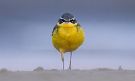 Усатая синица с “хорошей растяжкой” и “поцелуй” золотистых щурок. Кто вышел в финал фотоконкурса “Дикая природа Беларуси 2025”? (Часть 1)