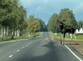 “Даже лоси соблюдают ПДД”. В Витебской области сохатый осмотрелся перед тем, как перебежать дорогу
