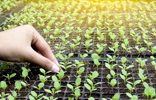 Топ-5 растений, выращивать которые рассадой – пустая трата времени