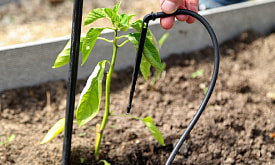 Капельный полив на даче: надо ли думать о нем уже в феврале–марте?