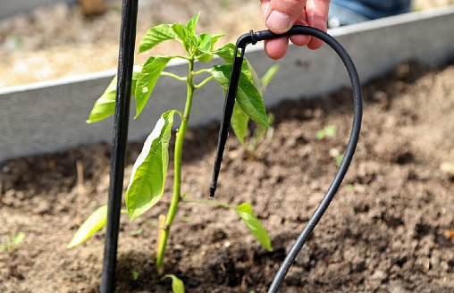 Капельный полив на даче: надо ли думать о нем уже в феврале–марте?