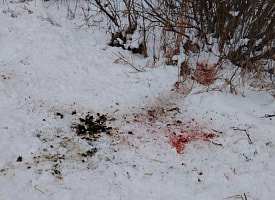 Штраф на 16,2 тыс. рублей. Под Быховом мужчина тайно закопал тушу животного