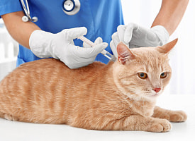 В Минске до 25 марта бесплатно прививают домашних животных от бешенства