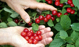 Войлочная вишня на вашей даче: нашли 5 ее преимуществ перед обычной вишней