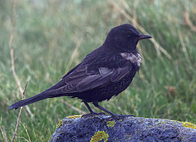 В Беларуси зарегистрировали новый вид птиц, ещё один впервые сфотографировали