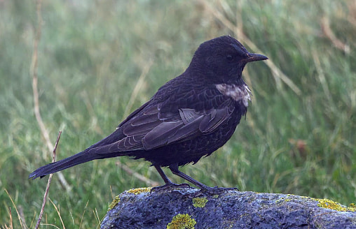 В Беларуси зарегистрировали новый вид птиц, ещё один впервые сфотографировали