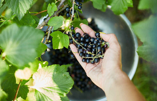 Смородина “стареет”: когда пора омолаживать куст и почему ягоды вдруг мельчают