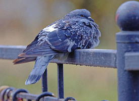 На 2 марта Белгидромет прогнозирует до +10°С и желтый уровень опасности в Беларуси. Чего ждать от погоды?